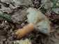 Kenyérgomba (Lactifluus volemus), Mátra